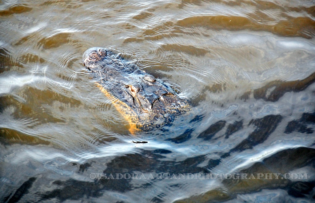 Floating B Alligator.web