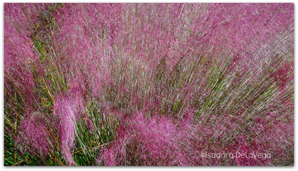 Nurutre Yourself-Lavender Grasses.web